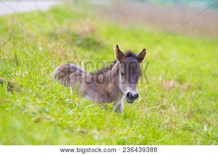 Przewalski Horses In The Flood Plains Of The Waal River In The Netherlands