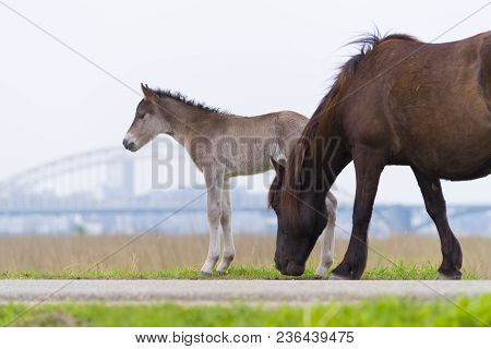 Przewalski Horses In The Flood Plains Of The Waal River In The Netherlands
