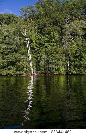 Two White Birches Reflected In The Dark Water Of Squam Lake, New Hampshire