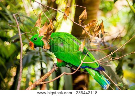 Cute Colorful Parrot In The Wild On Hawaii
