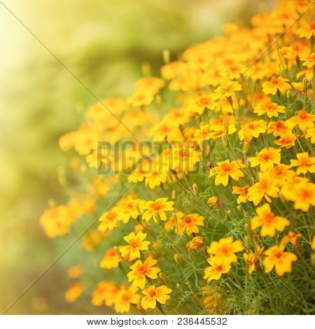 Blurred Summer Background With Growing Tagetes Tenuifolia Flowers. Sunny Day. Beautiful Natural Flor