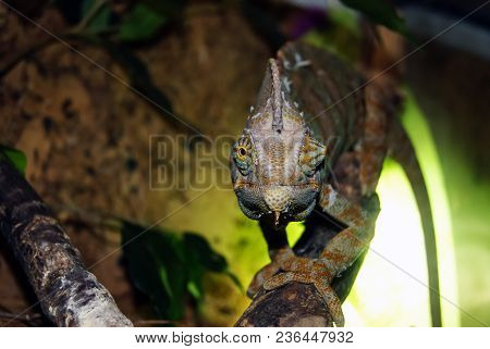 Veiled Chameleon (chamaeleo Calyptratus, Cone-head Or Yemen Chameleon) In The Terrarium Follows The 