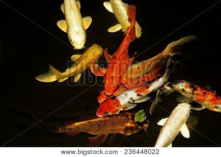 Multi-colored Live Koi Carp In Water On A Dark Background
