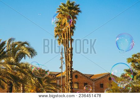 Palm Trees With Beautiful Sun Flare In The Background In Barcelona, Spain