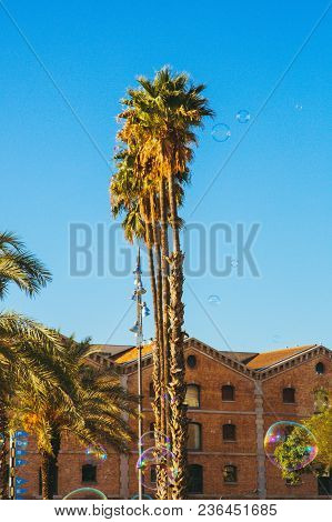 Palm Trees With Beautiful Sun Flare In The Background In Barcelona, Spain