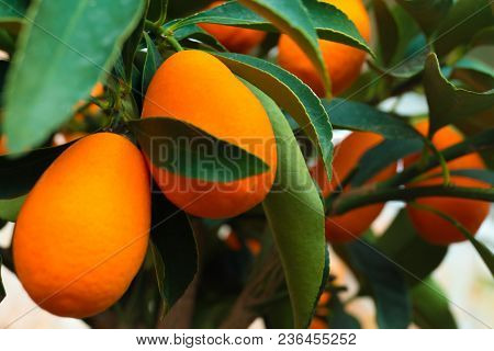 Kumquat Tree Small Oblong Oranges On A Tree