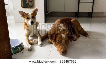 Two Cute Lying Dogs Green Eyes Cachorro Marrom Vira-lata