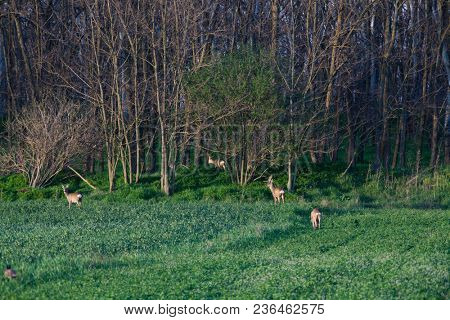 hog deer on a green field