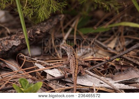Brown Anole Lizard Anolis Sagrei