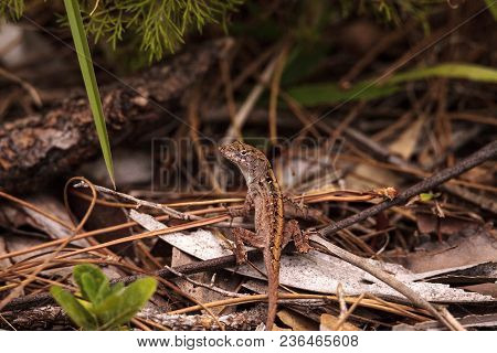 Brown Anole Lizard Anolis Sagrei