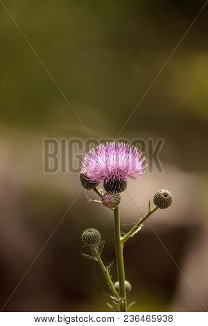 Pink Flower Of A Thistle Plant Carduus Horridulum