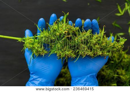 A Large Bud Of Fresh Cannabis Harvest In The Hands Of A Male Grover Concepts Of Cultivating Medical 