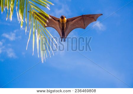 Giant Indian Fruit Bat, Pteropus Giganteus, On The Clear Blue Sky, Flying Fox In The Nature Habitat