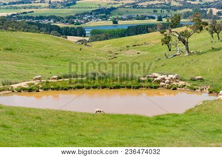 Sheep Near The Dam, Lake Nature Background. Agriculture, Rural Landscape