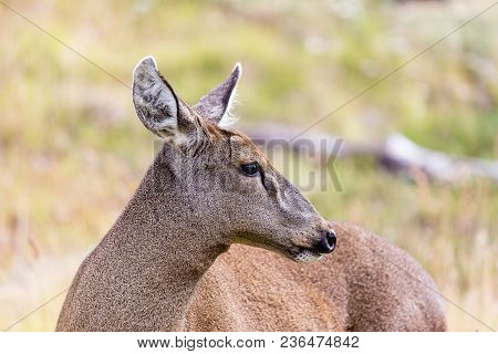 Guemal , Hippocamelus Bisulcus, In Deep Snow On A Mountain Side In Winter In Torres Del Paine Nation