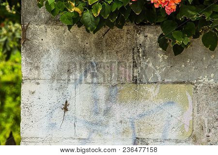 Two Lizards Hiding On The Wall In Key West, Florida
