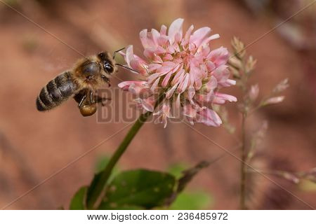 Honey Bee Is Gathering Nectar From The Flower Of The Clover. Animals In Wildlife. Sunny Summer Day.