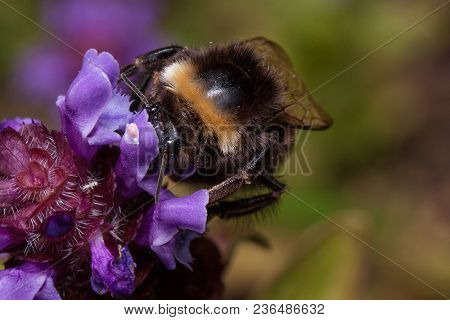 Bumblebee Is Gathering Pollen From Prunella Vulgaris. Animals In Wildlife. Summer Morning.