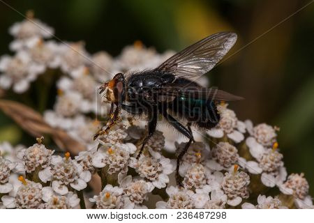 Housefly Is Sitting On A Yarrow Flowers. Animals In Wildlife. Summer Day.