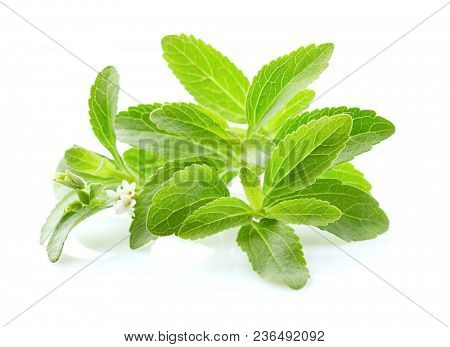 Stevia rebaudiana on white background