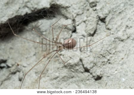 Common House Hold Spider, The Daddy Long Leg, Or Cellar Spider, Also Known As Vibrating Spider
