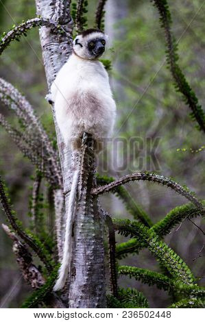 Endemic Indri lemur in natural habitat. Madagascar
