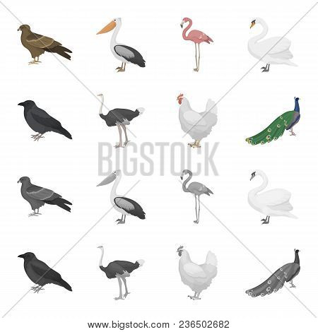 Crow, Ostrich, Chicken, Peacock. Birds Set Collection Icons In Cartoon, Monochrome Style Vector Symb