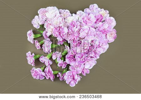 Flower Flat Lay Flower Romantic Love Fream