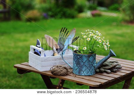 Garden Work Still Life In Summer. Camomile Flowers, Gloves And Toold On Wooden Table Outdoor In Sunn