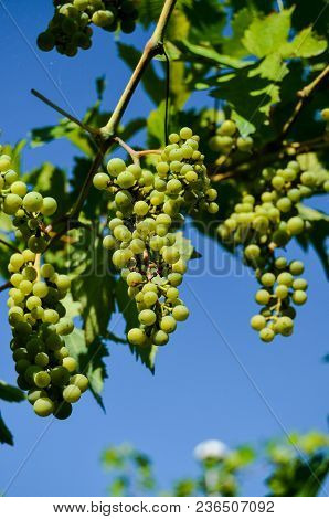 Photo Picture Of Acinus Unripe Grape Fresh Green Bunches