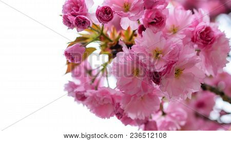 Sakura Flowers On A Tree. Spring Is In Full Bloom.