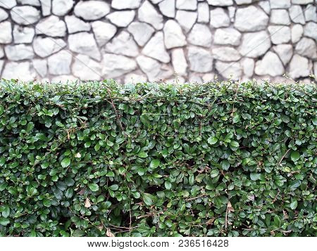 close-up green foliage hedge with blurred gray stone wall background, ornamental bush with evergreen tiny leaf, fence shrub trimming for garden decor and building exterior