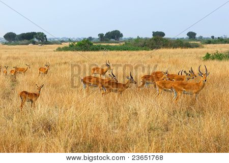Uganda gara Kob mandria