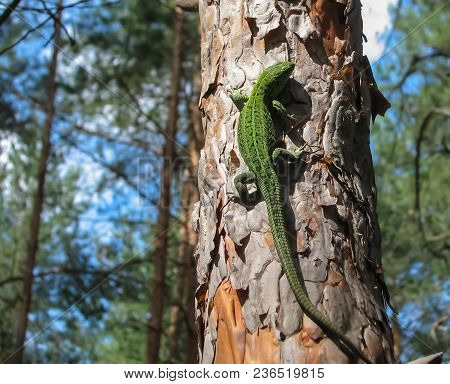 Green Lizard And Trunk Of Pine With A Textured Bark On A Blurred Background Of Forest And Sky