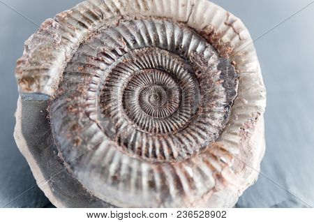A Prehistoric Fossil Dating Back To 65 Million Years Ago