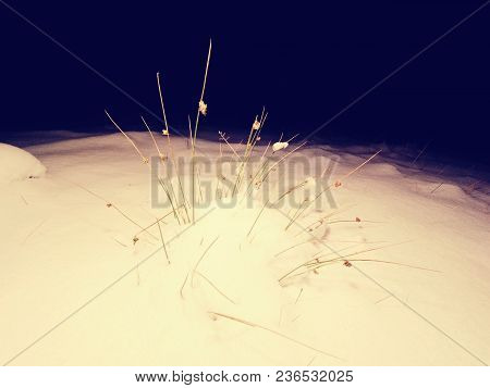 Frozen Llong Stalk Of Grass Covered By Heavy Snow. Winter Walk Within Full Moon Night