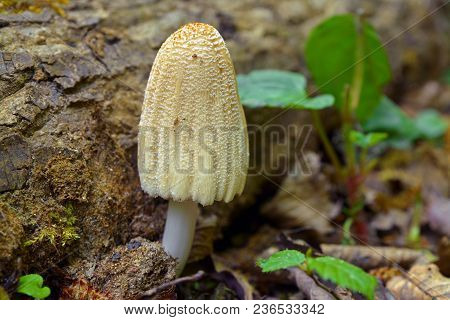 Firerug Inkcap, Coprinellus Domesticus Mushroom In The Spring