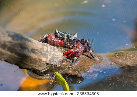 Beautiful Meder's Mangrove Crab