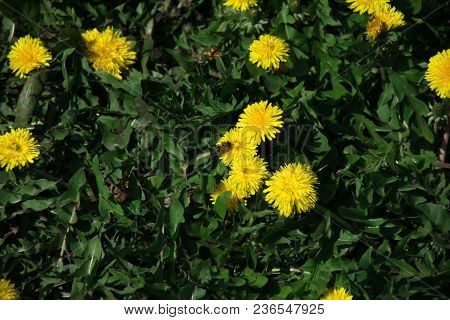 Beautiful Yellow Dandelion Flower In Spring, On A Sunny Day