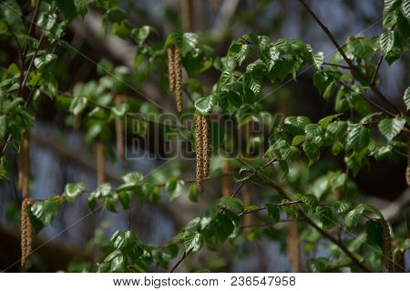 Birch In Spring On A Sunny Day With Bright Green Leaves