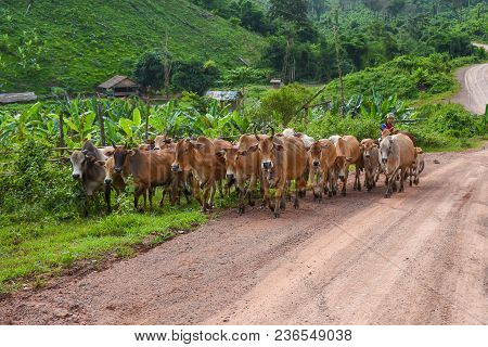 Dawei, Myanmar - July 15, 2015: Cattleman Controlling Group Of Farm Cows Walking On Rural Road In Da