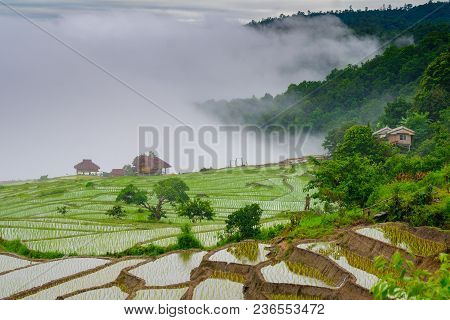 Ban Papongpieng Rice Terraces, Chiang Mai, North Of Thailand