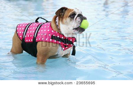 en hund i en swimming pool