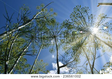 Dill. Anethum Graveolens, View From Below To The Sky. Backlight Sunlight