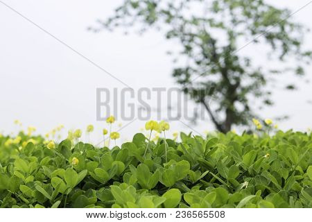 Yellow Little Flower On Green Grass Background, Stock Photo