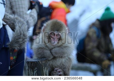 The Japanese Macaque, Also Known As The Snow Monkey, Is A Terrestrial Old World Monkey Species That 