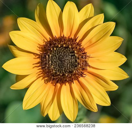 An Up-close View Of A Small Golden Yellow Sunflower Blooming
