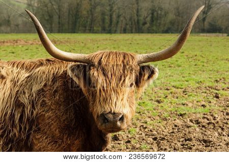 Highland Cattle A Scottish Breed Known For Their Shaggy Coats And Long Horns A Hardy Breed Suited To