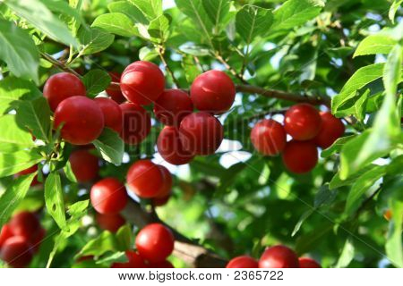 Cherry Plum