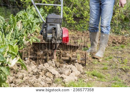 Senior Farmer Gardener Working In The Garden With Rototiller , Tiller Tractor, Cutivator, Miiling Ma